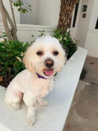 Enlarge TATUM, a ADOPTABLE Maltipoo in Santa Monica, CA image 2/3