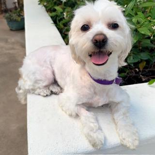Enlarge TATUM, a ADOPTABLE Maltipoo in Santa Monica, CA image 1/3