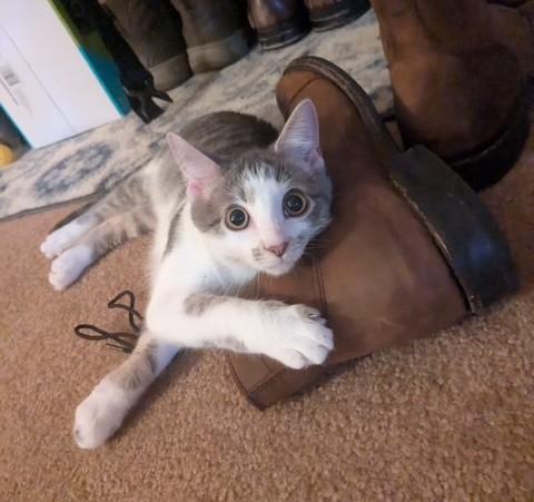 Enlarge Amos, a Adopted Domestic Short Hair in Johnson City, TN image 1/1