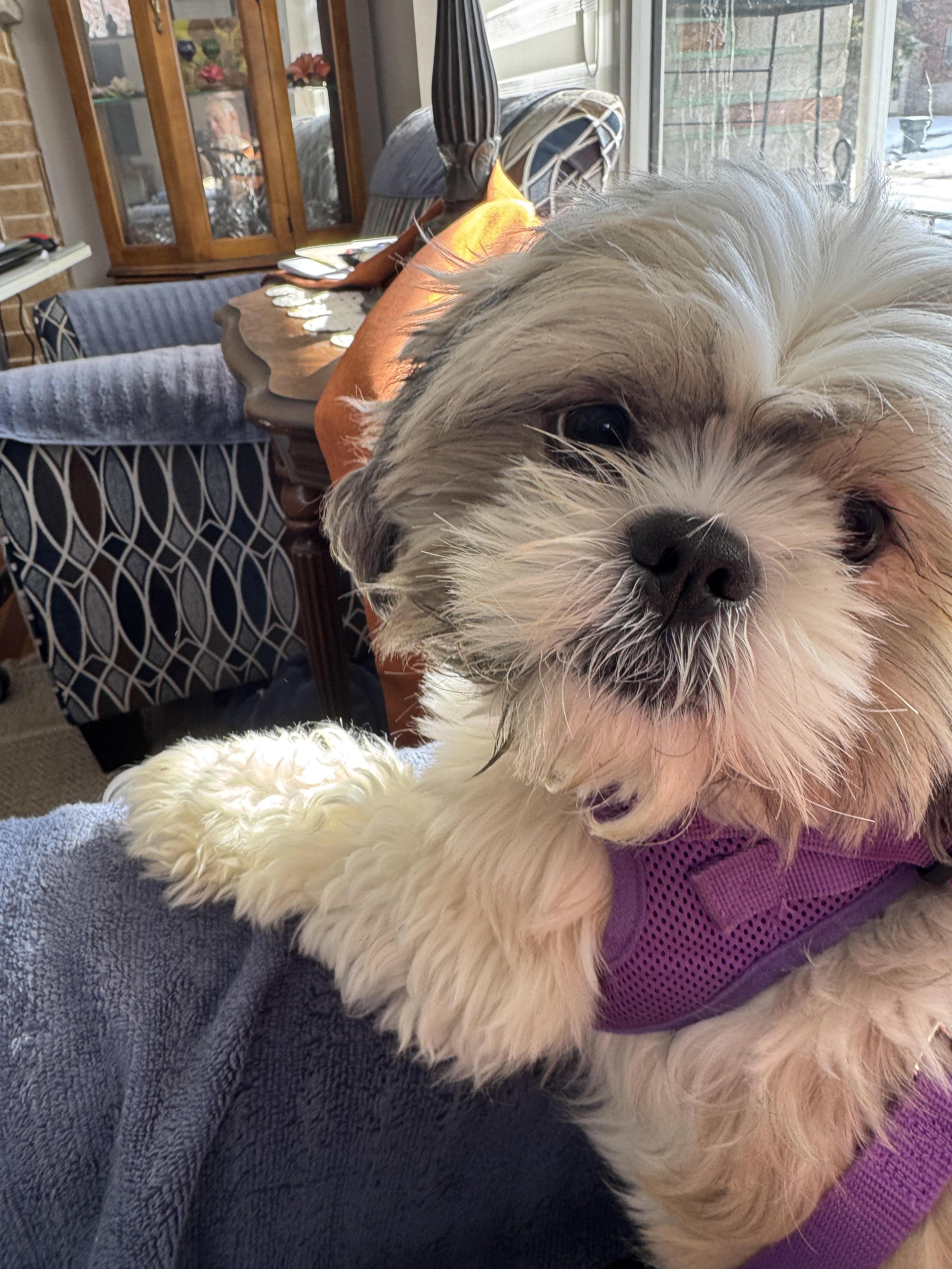 YoYo, an adopted Shih Tzu in Saint Louis, MO image 1/2