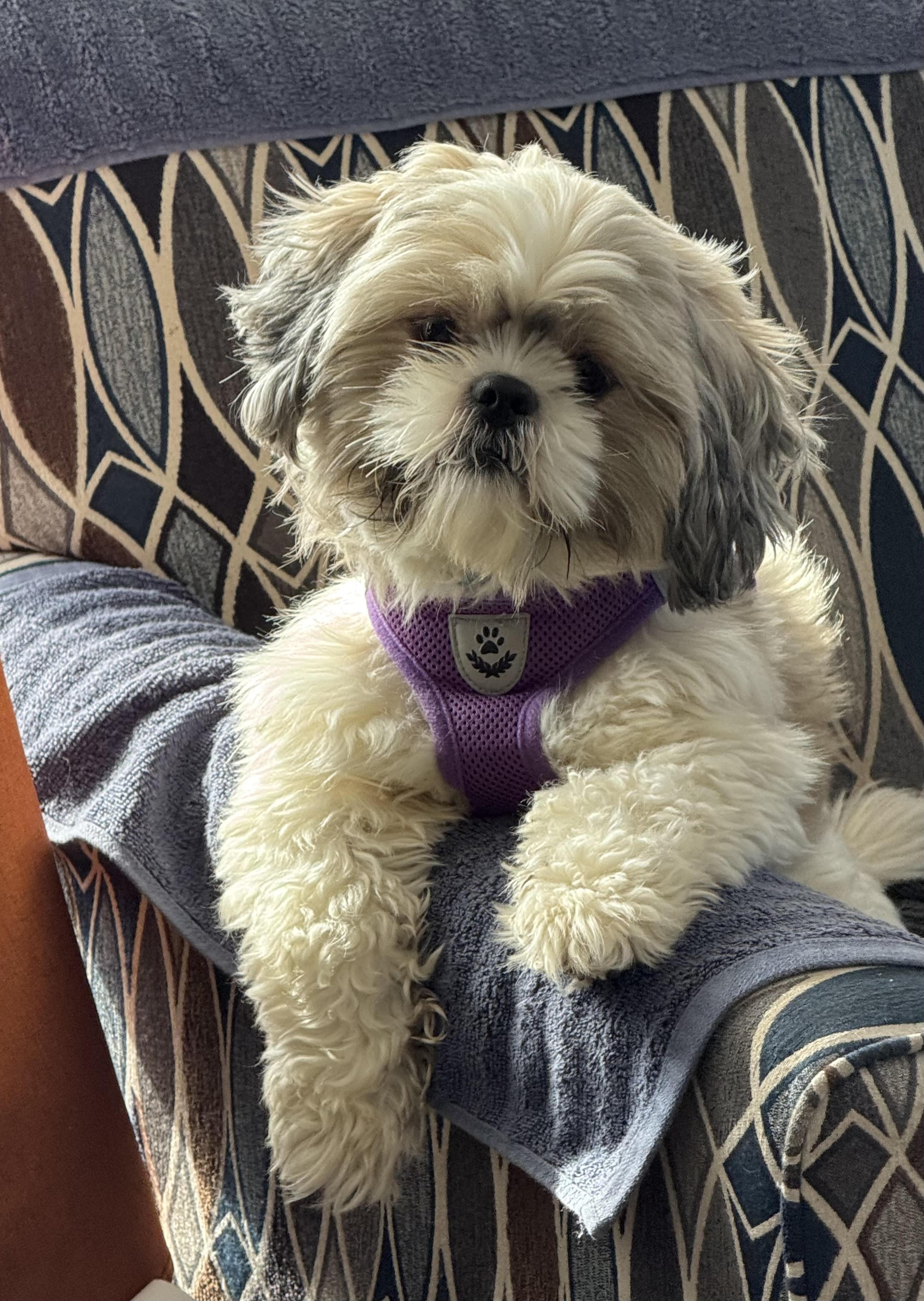 YoYo, an adopted Shih Tzu in Saint Louis, MO image 2/2