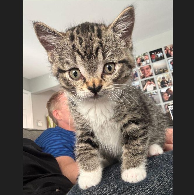 Sid (Adoption pending), an adopted Domestic Short Hair in Menasha, WI image 2/2