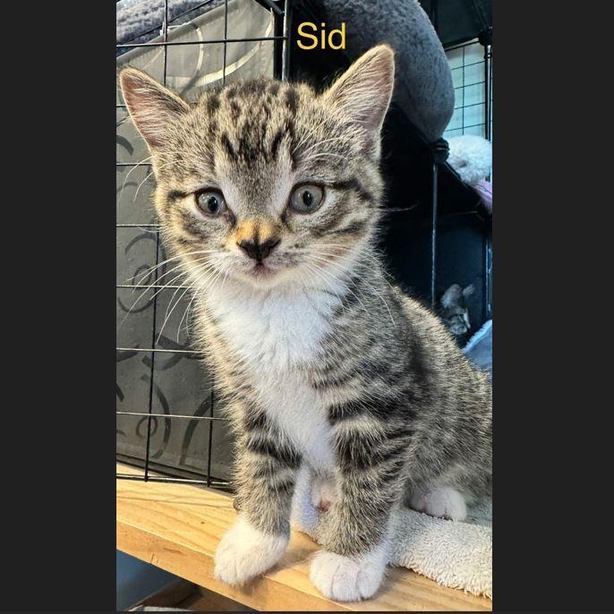 Sid (Adoption pending), adopted, Kitten Male Domestic Short Hair.