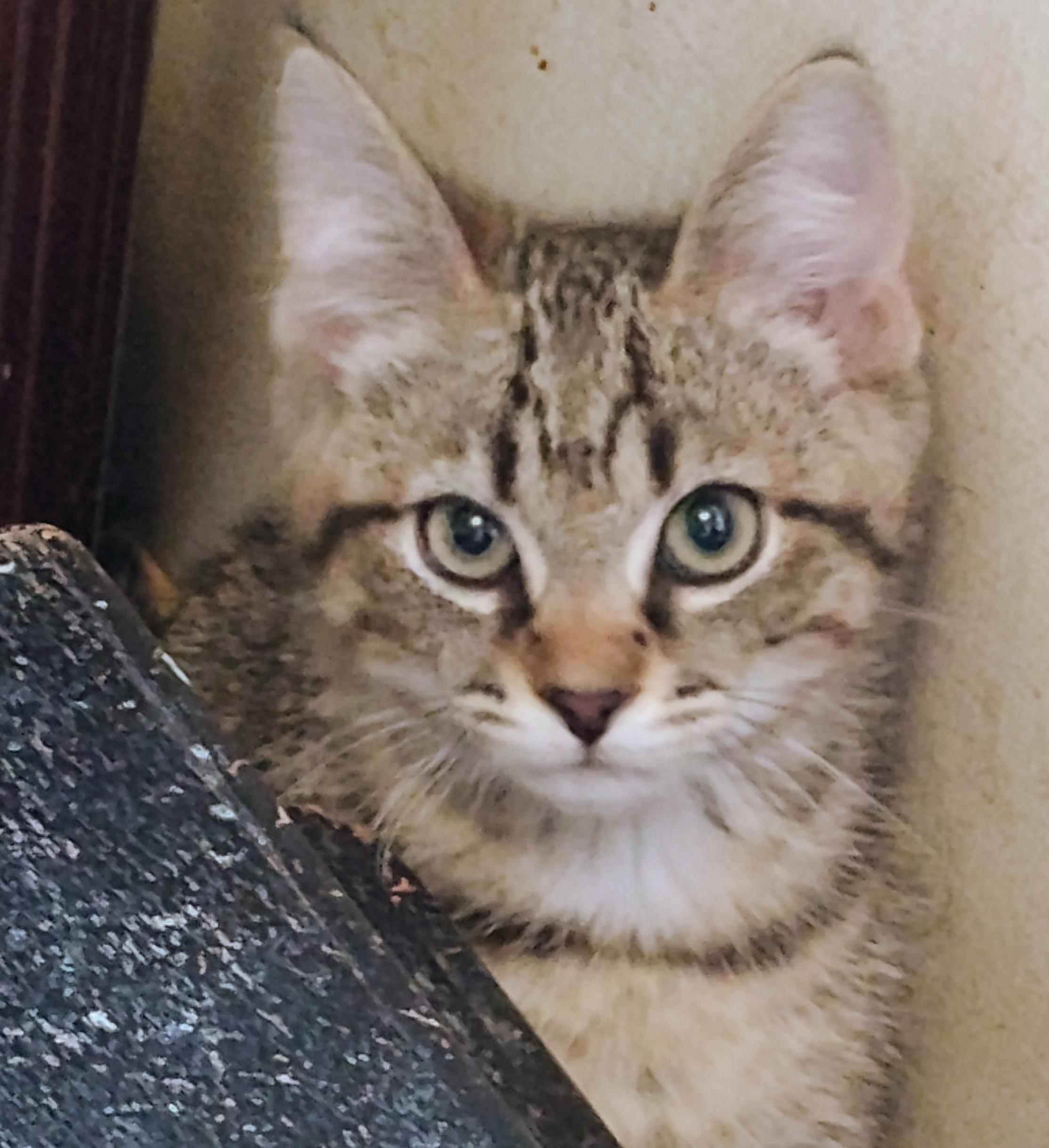 Milton, ADOPTABLE, Young Male Domestic Short Hair.