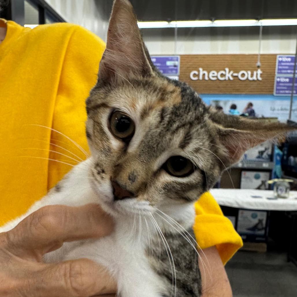 Flora, Adoptable, Young Female Domestic Short Hair.