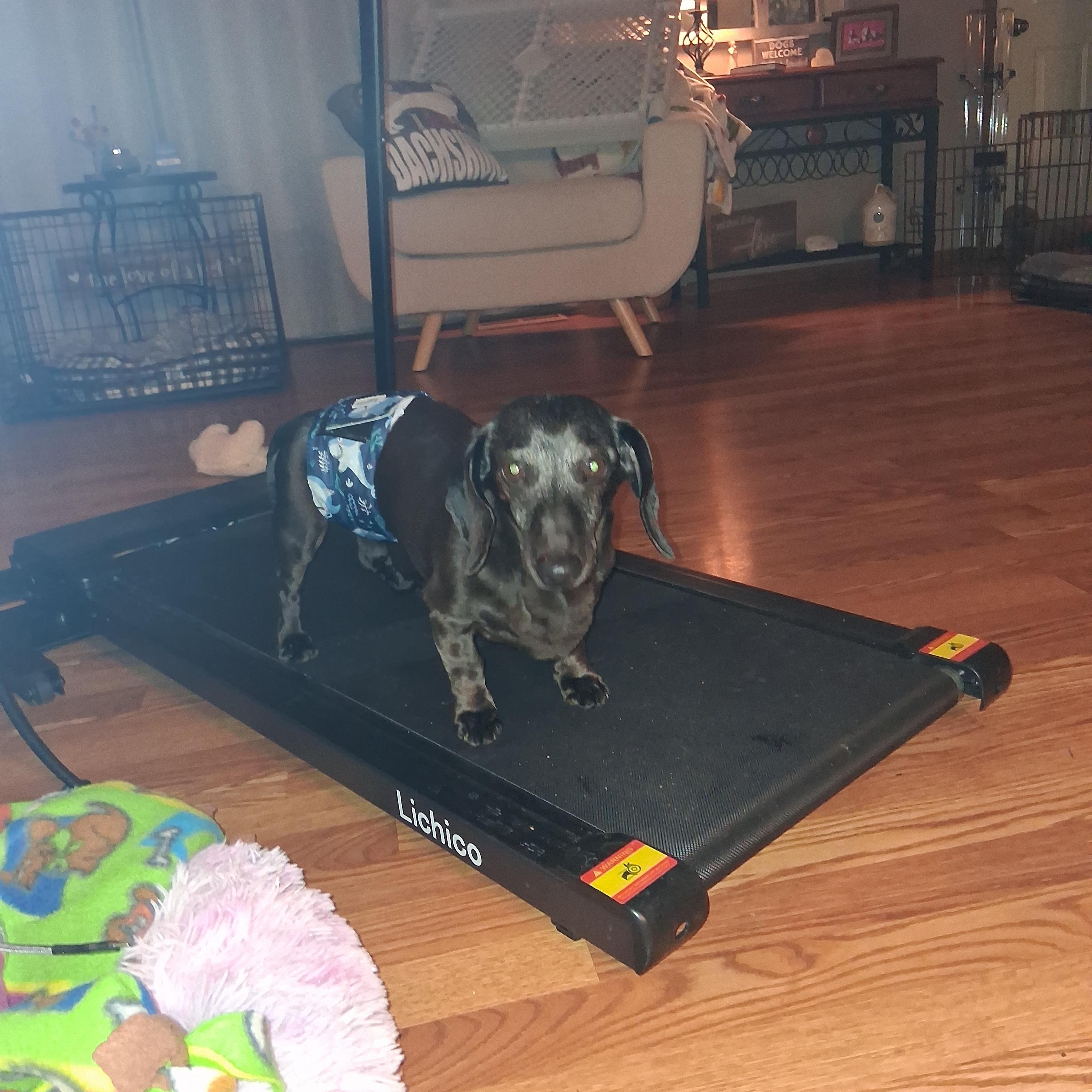 Samson, a ADOPTABLE Dachshund in Whitewater, WI image 6/6