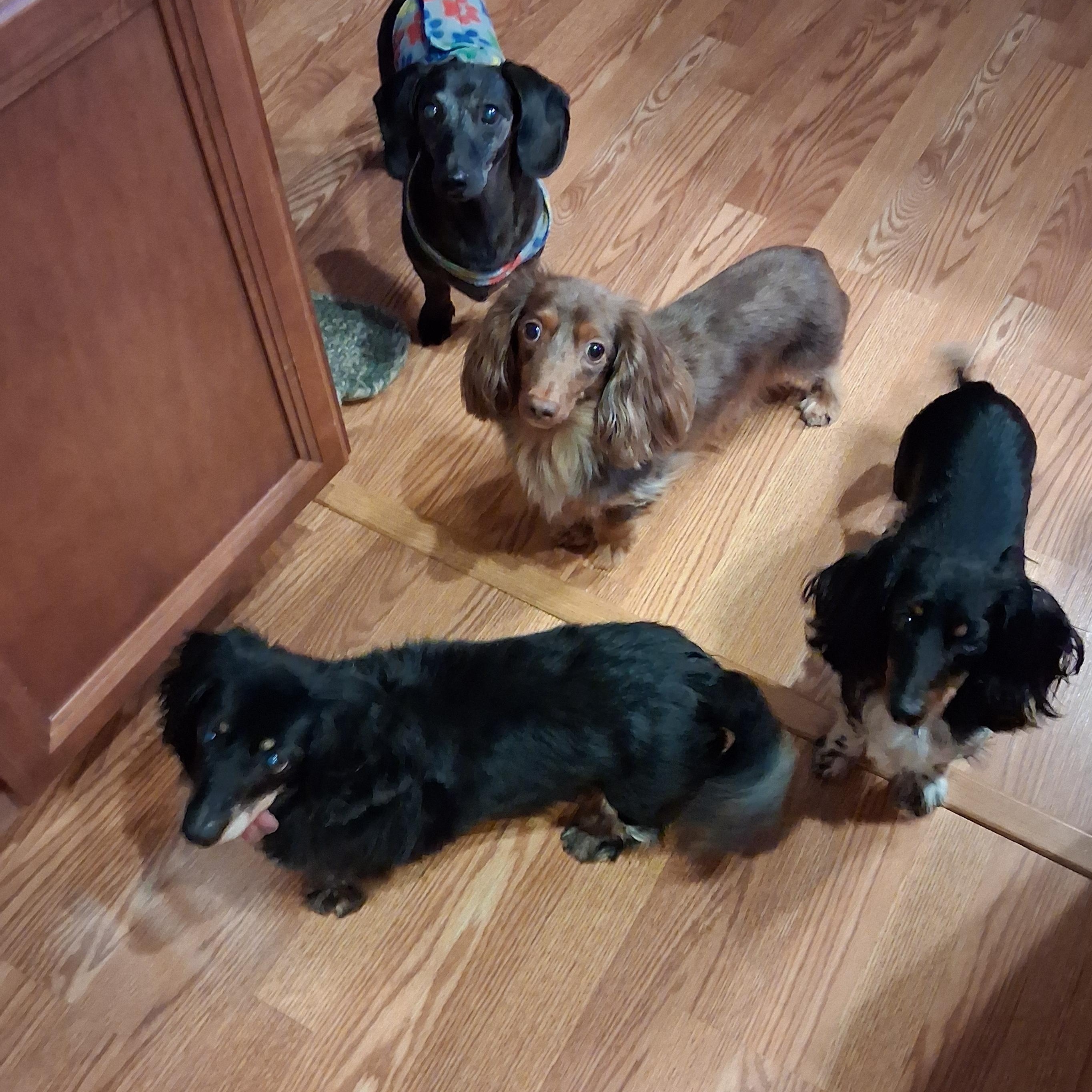 Samson, a ADOPTABLE Dachshund in Whitewater, WI image 3/6