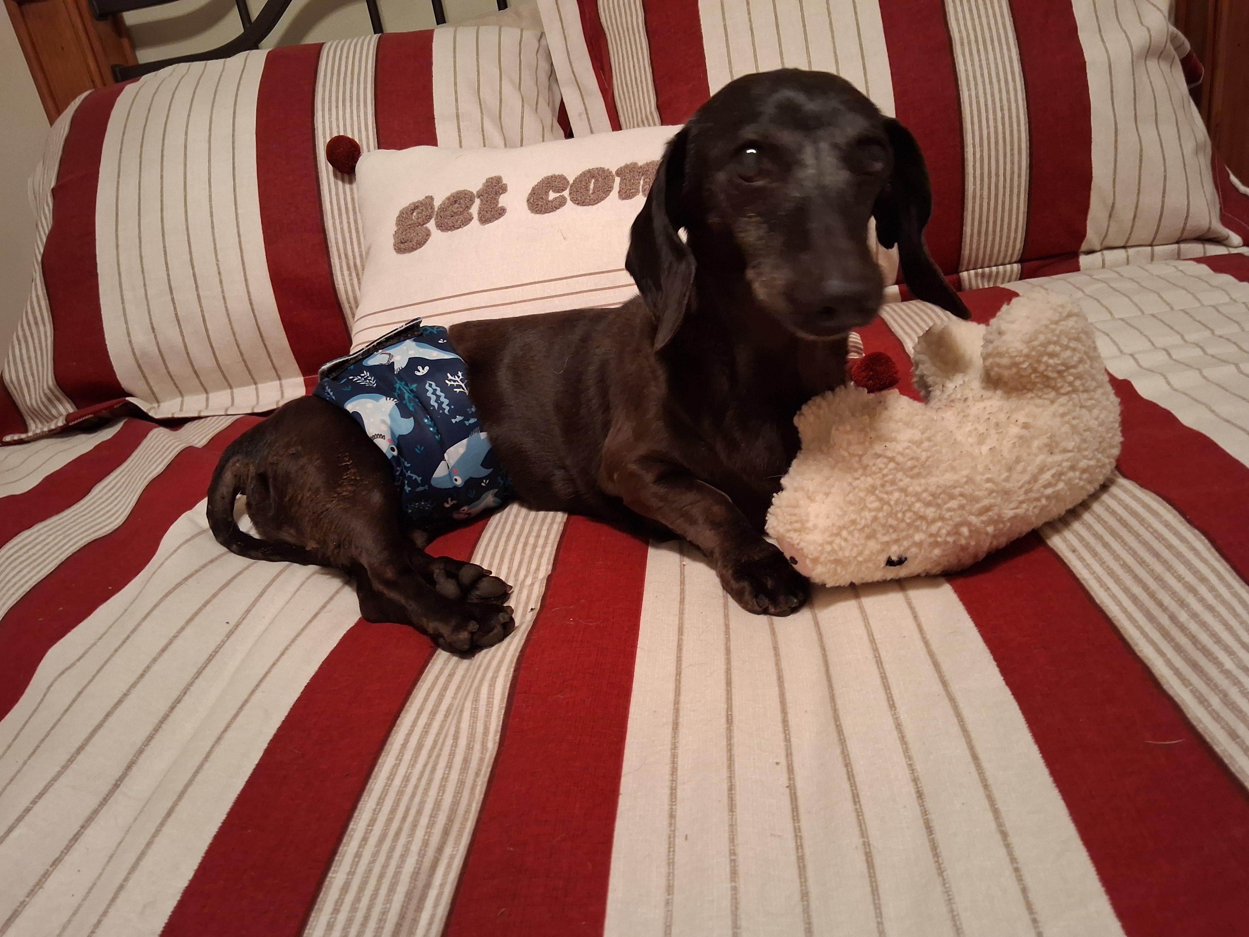 Samson, a ADOPTABLE Dachshund in Whitewater, WI image 1/6