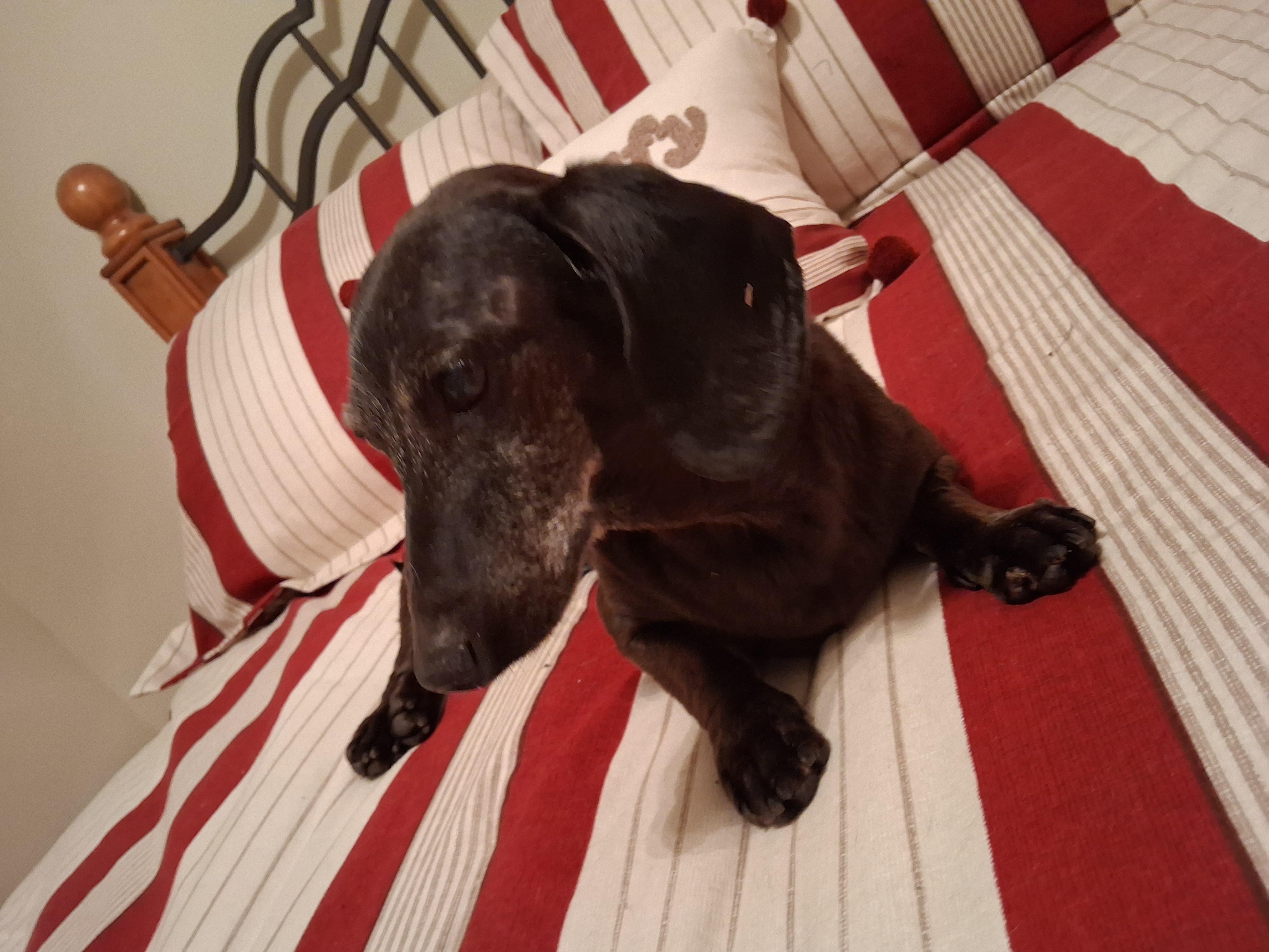 Samson, a ADOPTABLE Dachshund in Whitewater, WI image 2/6