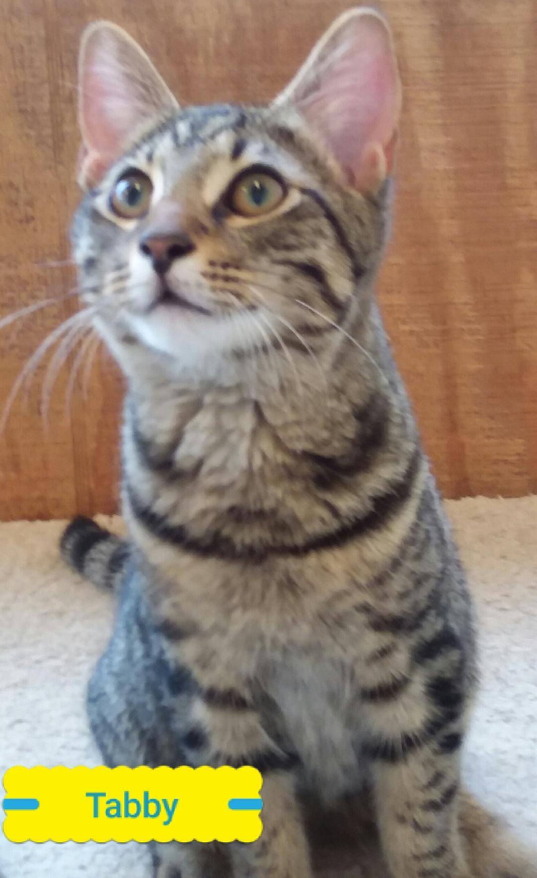 Tabby, a Adoptable Domestic Short Hair in Barnwell, SC image 1/10