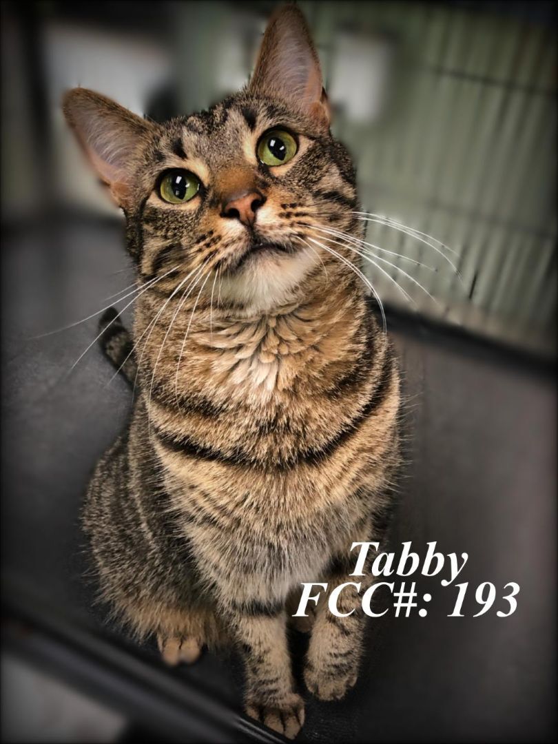 Tabby, a Adoptable Domestic Short Hair in Barnwell, SC image 2/10