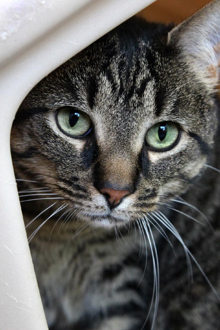 Tabby, a Adoptable Domestic Short Hair in Barnwell, SC image 3/10