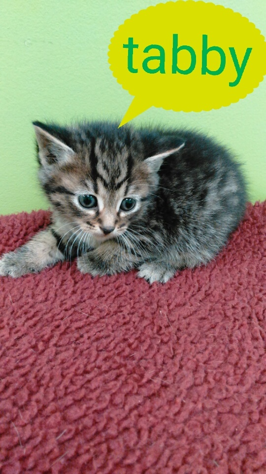 Tabby photo 2