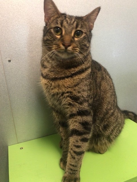 Tabby photo 4