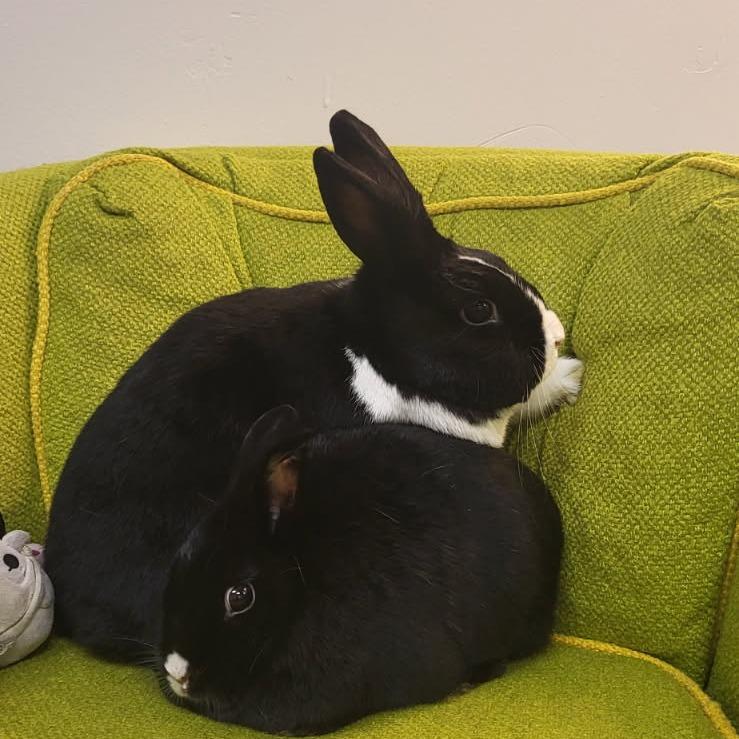 Coco, Adoptable, Adult Female Mini Rex & Netherland Dwarf.