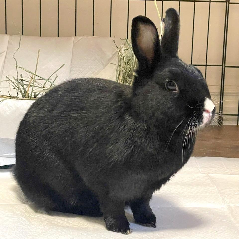 Enlarge Coco, a Adoptable mixed breed in Murray, UT image 2/3