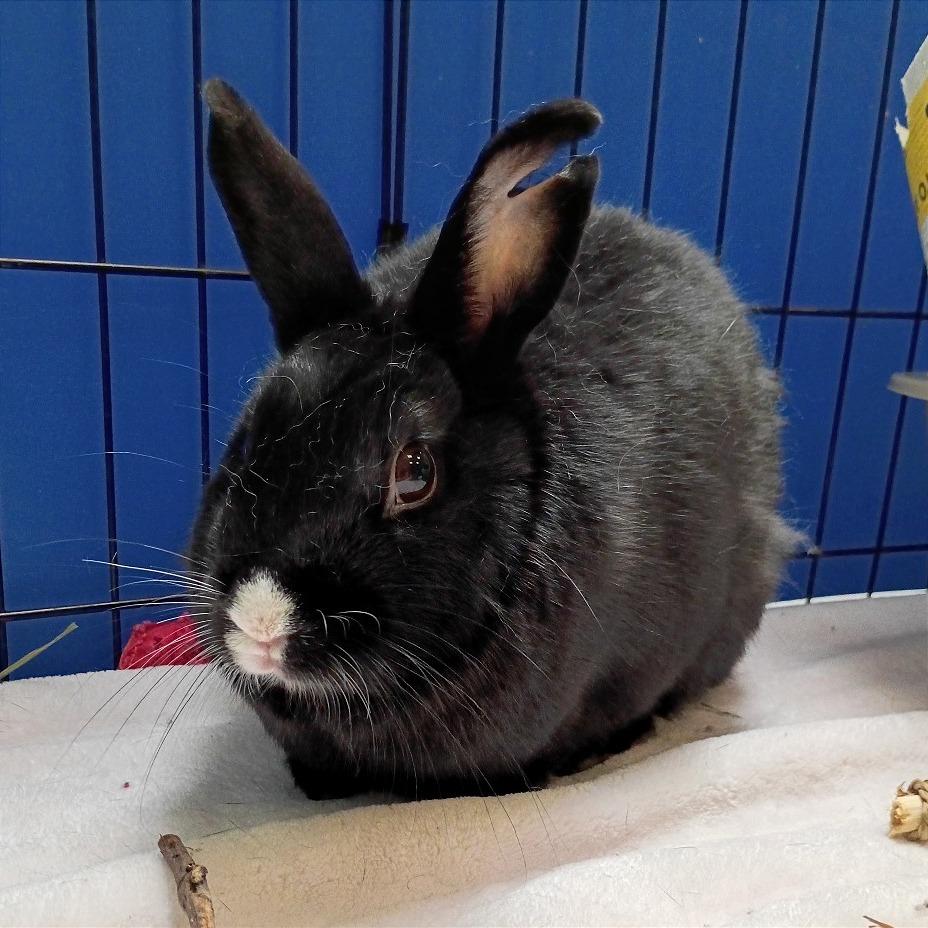 Enlarge Coco, a Adoptable mixed breed in Murray, UT image 3/3