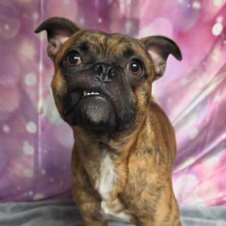 Taz, Adoptable, Young Male Pug & Mixed Breed.