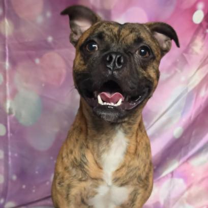 Enlarge Taz, a Adoptable mixed breed in Fort Collins, CO image 2/6