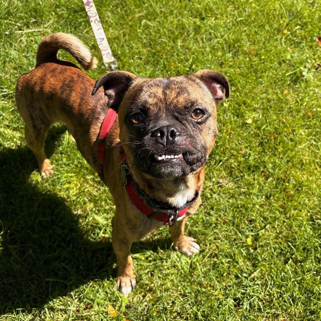 Enlarge Taz, a Adoptable mixed breed in Fort Collins, CO image 3/6