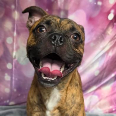 Enlarge Taz, a Adoptable mixed breed in Fort Collins, CO image 4/6