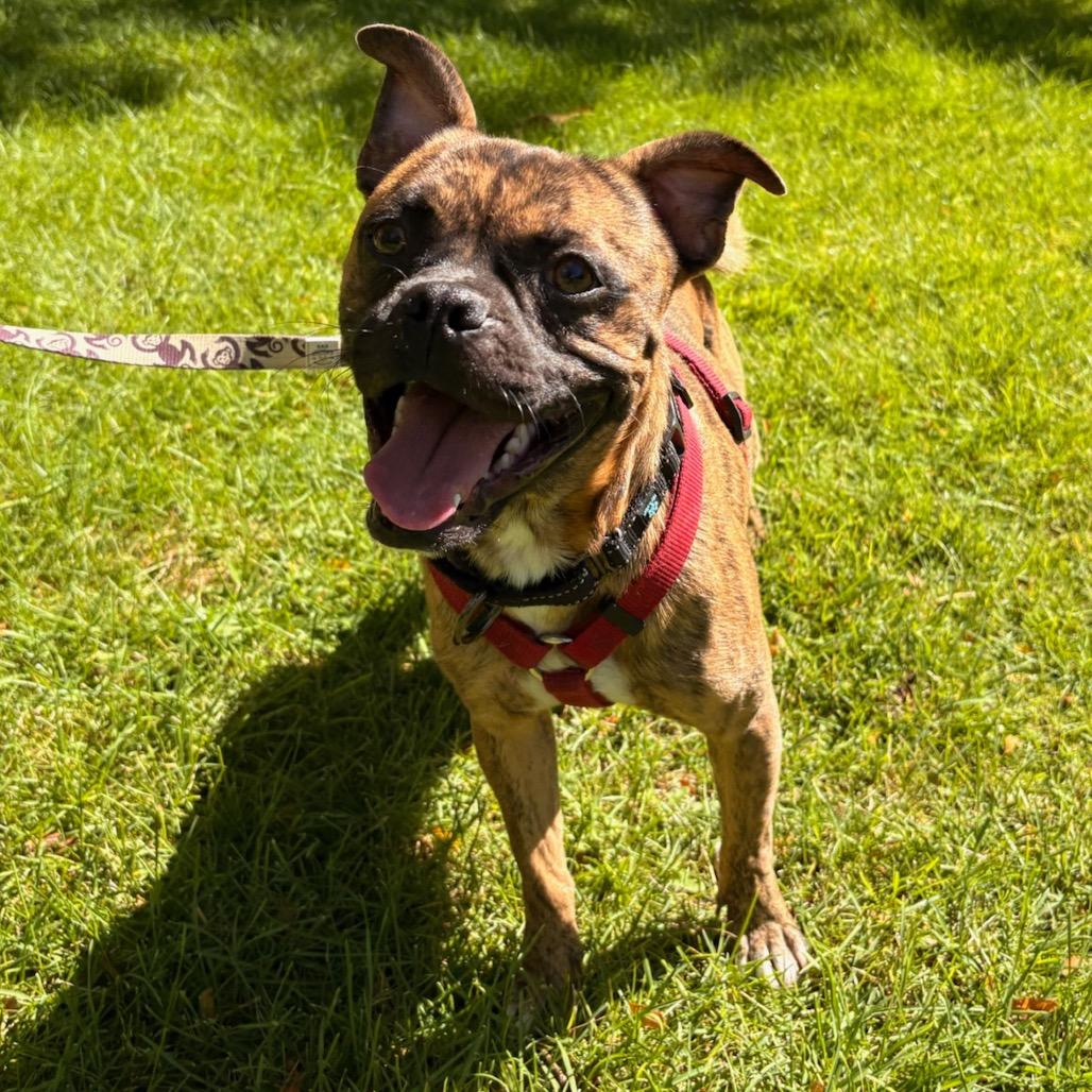 Enlarge Taz, a Adoptable mixed breed in Fort Collins, CO image 5/6