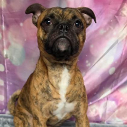 Enlarge Taz, a Adoptable mixed breed in Fort Collins, CO image 6/6