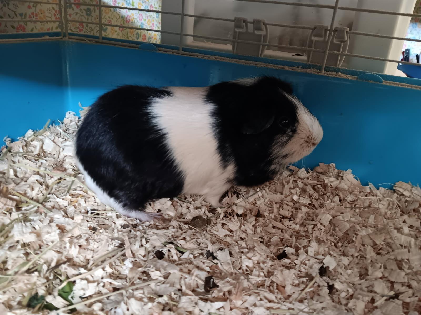 Enlarge Nibbles, a Adopted Guinea Pig in Idaho Falls, ID image 1/2