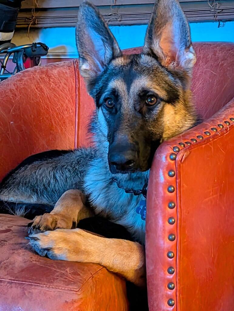 Enlarge Greta, an adopted German Shepherd Dog in New Albany, OH image 5/5