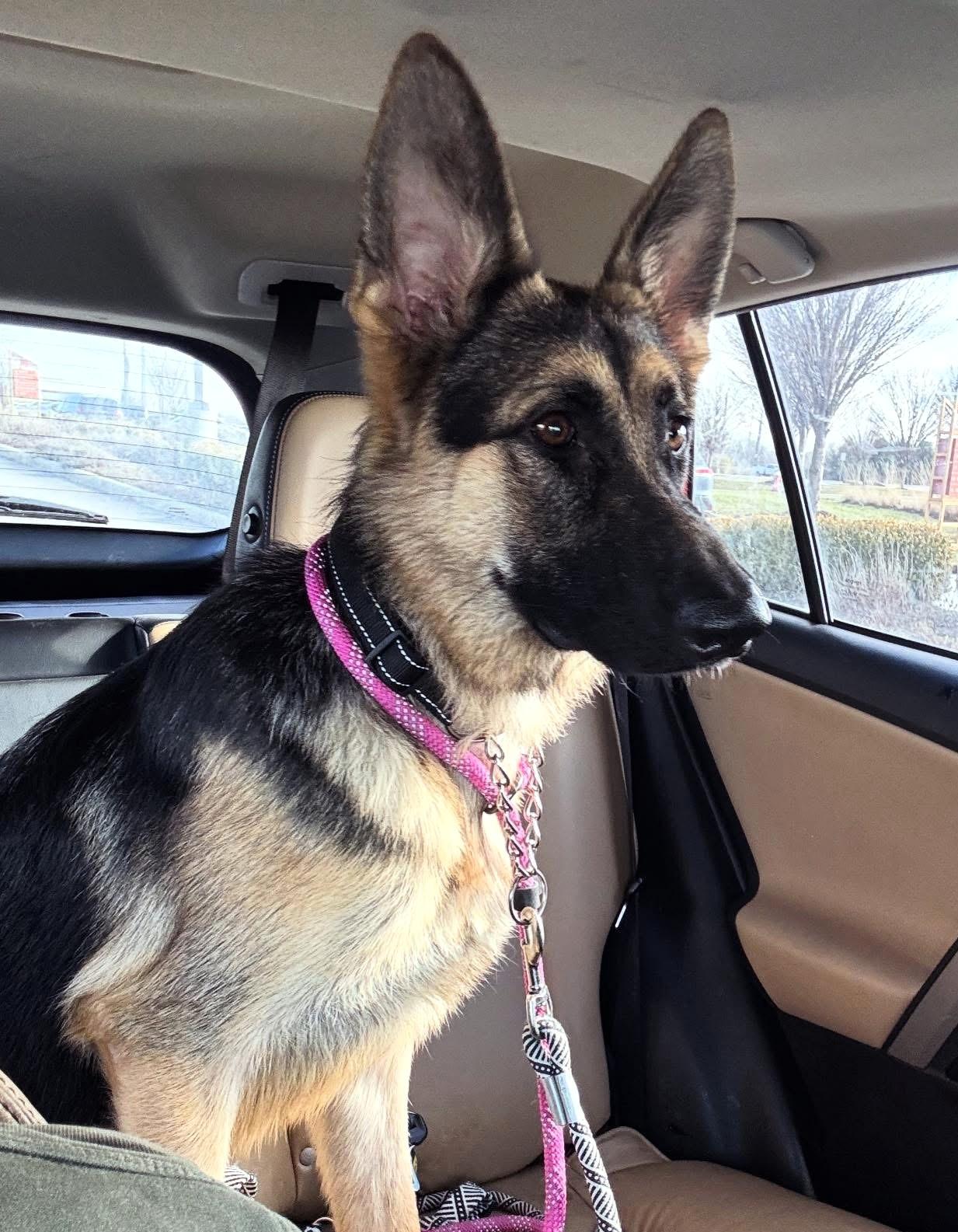 Enlarge Greta, an adopted German Shepherd Dog in New Albany, OH image 2/5
