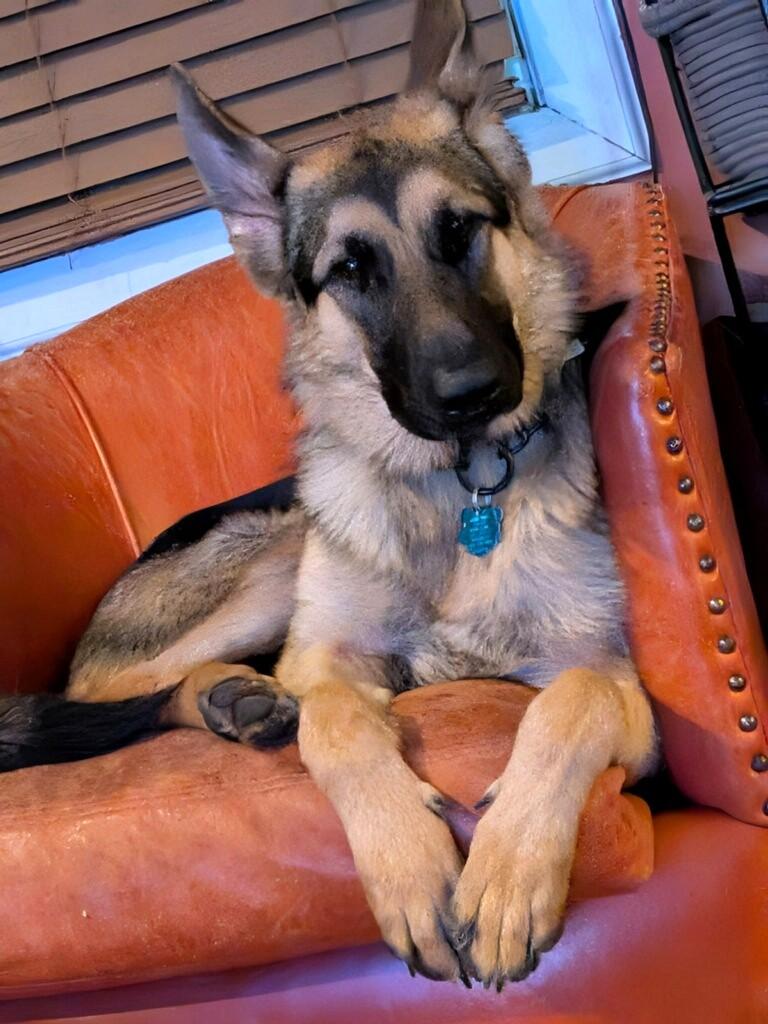 Enlarge Greta, an adopted German Shepherd Dog in New Albany, OH image 1/5