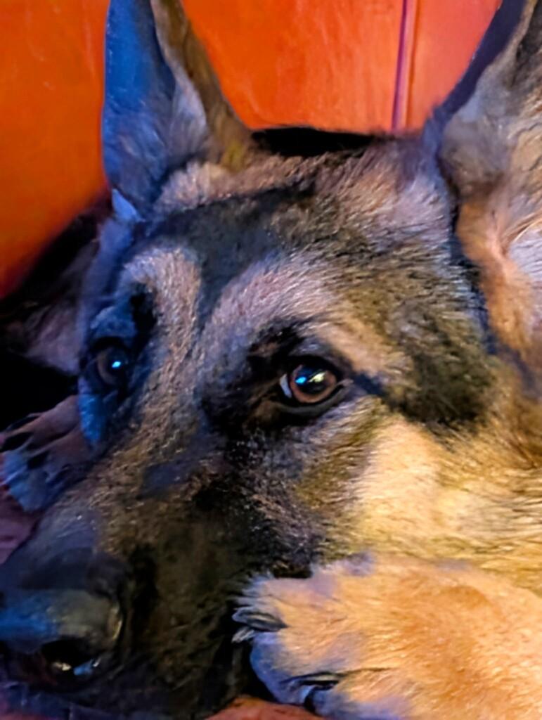 Enlarge Greta, an adopted German Shepherd Dog in New Albany, OH image 4/5