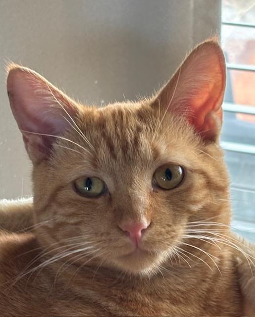 Walter, Adoptable, Kitten Male Domestic Short Hair.