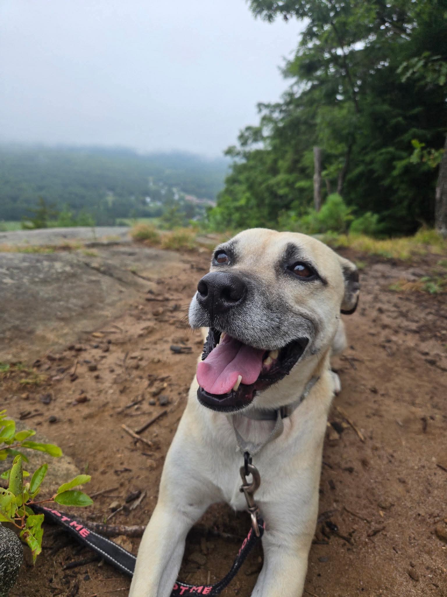 Topanga, a Adoptable mixed breed in Argyle, NY image 5/6