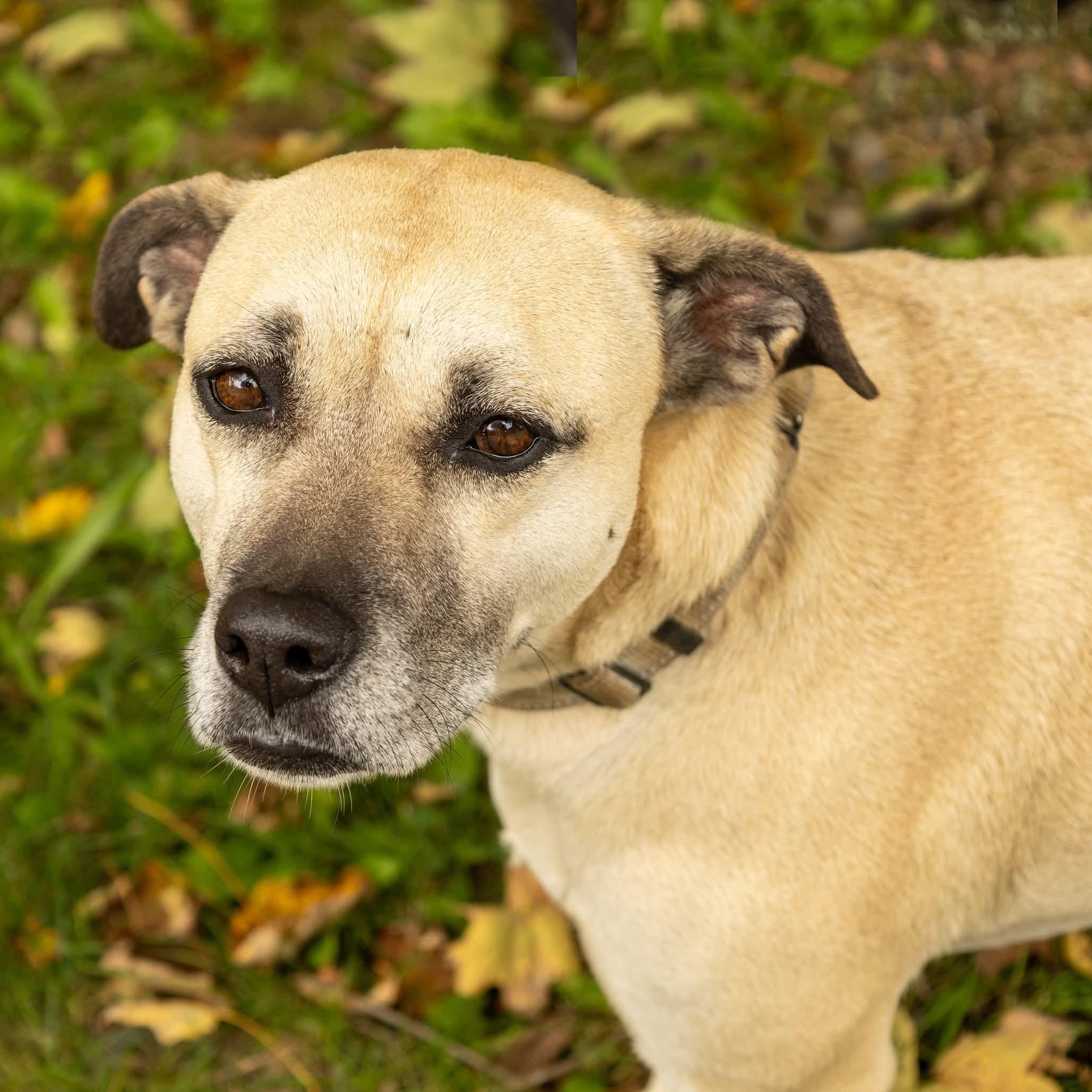 Enlarge Topanga, a Adoptable mixed breed in Argyle, NY image 1/6