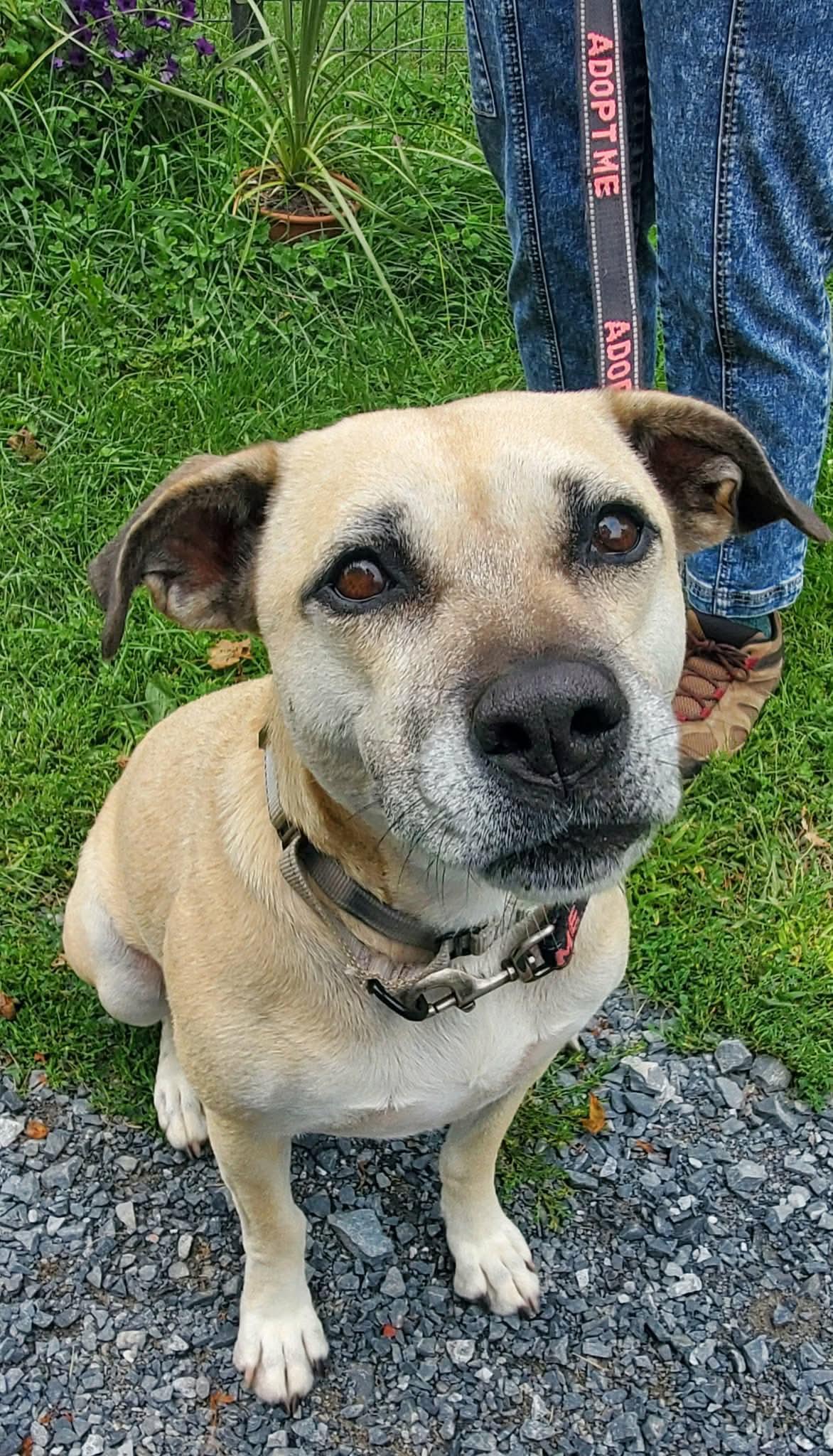 Topanga, a Adoptable mixed breed in Argyle, NY image 6/6