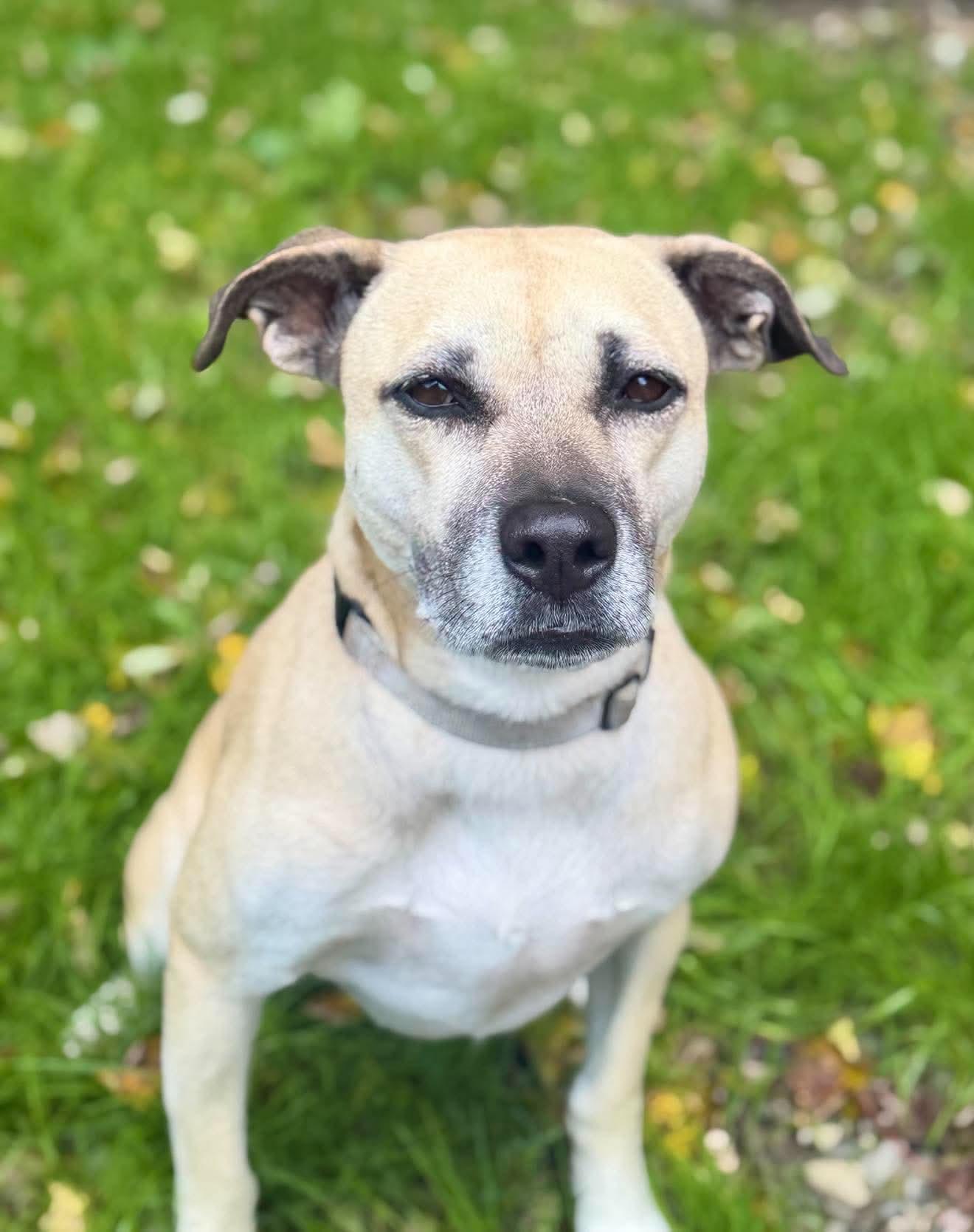 Enlarge Topanga, a Adoptable mixed breed in Argyle, NY image 2/6