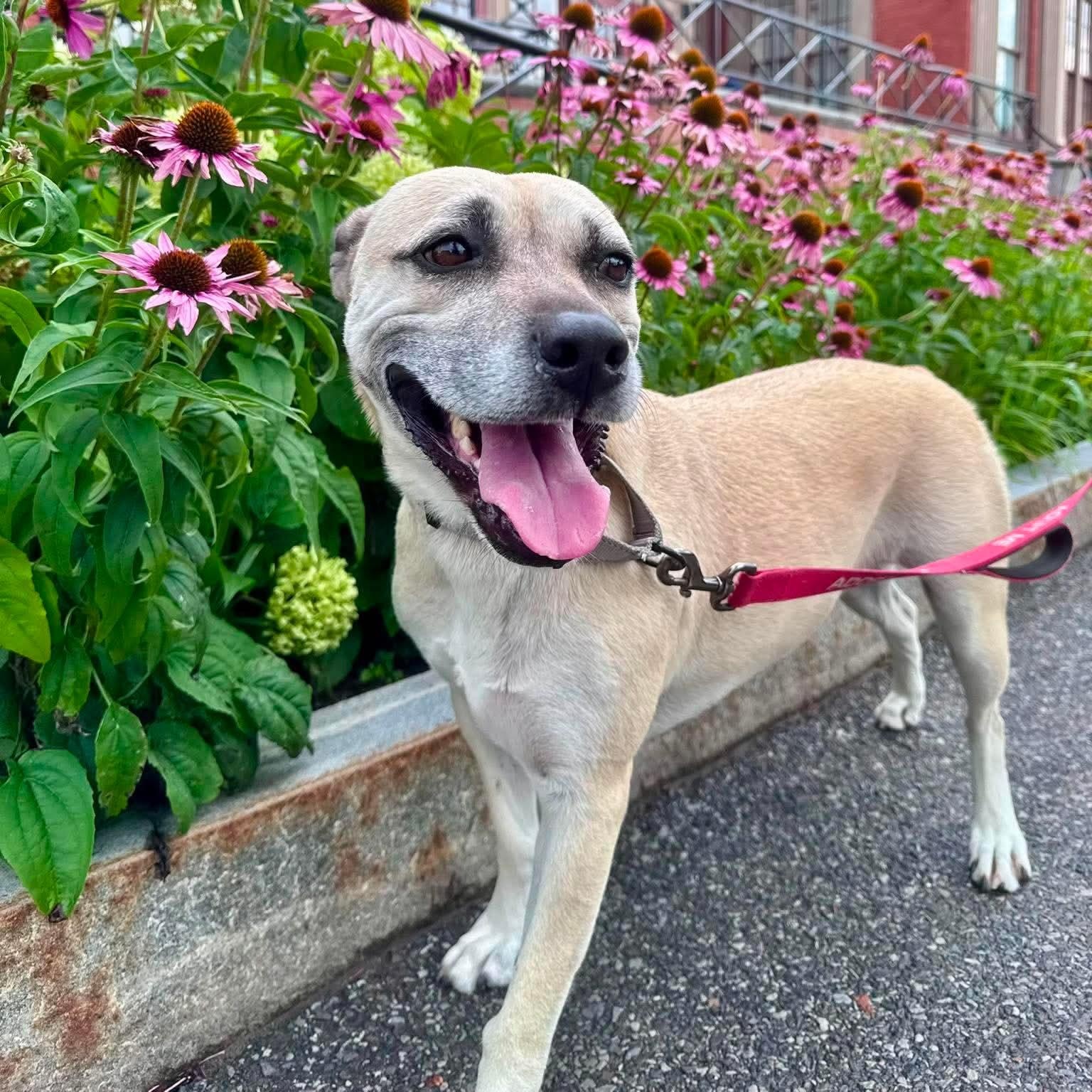 Topanga, Adoptable, Adult Female Black Mouth Cur.