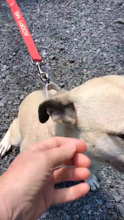Enlarge Topanga, a Adoptable mixed breed in Argyle, NY video 3/6