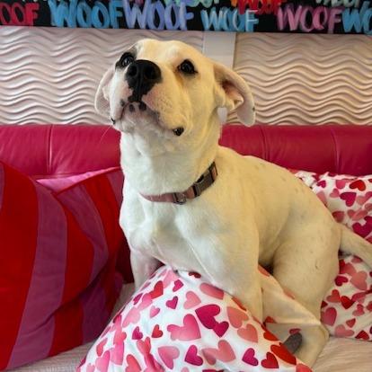 Cupid, Adoptable, Young Female Boxer & Mixed Breed.