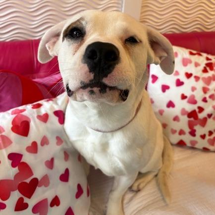 Enlarge Cupid, a Adoptable mixed breed in Mooresville, IN image 2/6