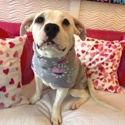 Enlarge Cupid, a Adoptable mixed breed in Mooresville, IN image 3/6