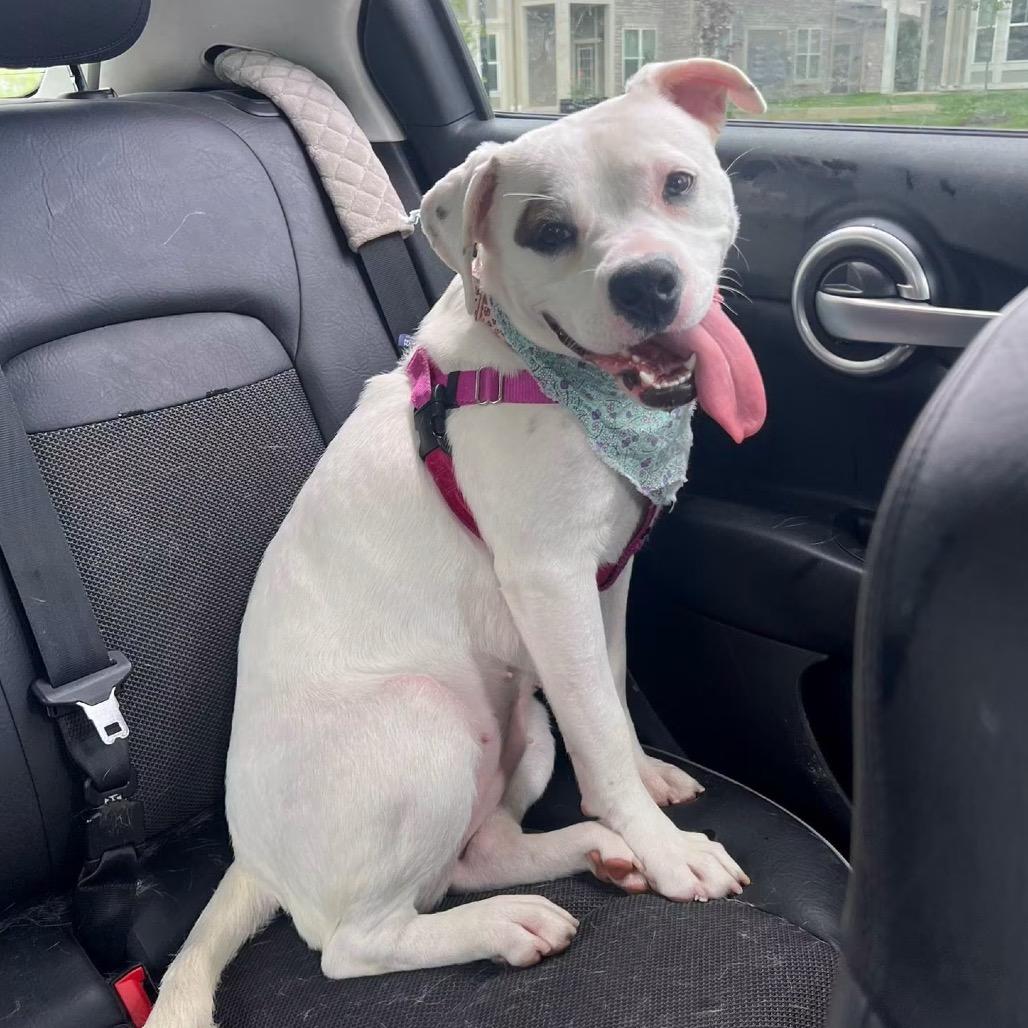 Sookie (Cupid), a Adoptable mixed breed in Mooresville, IN image 2/5