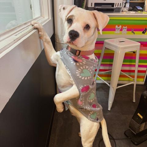 Enlarge Cupid, a Adoptable mixed breed in Mooresville, IN image 4/6