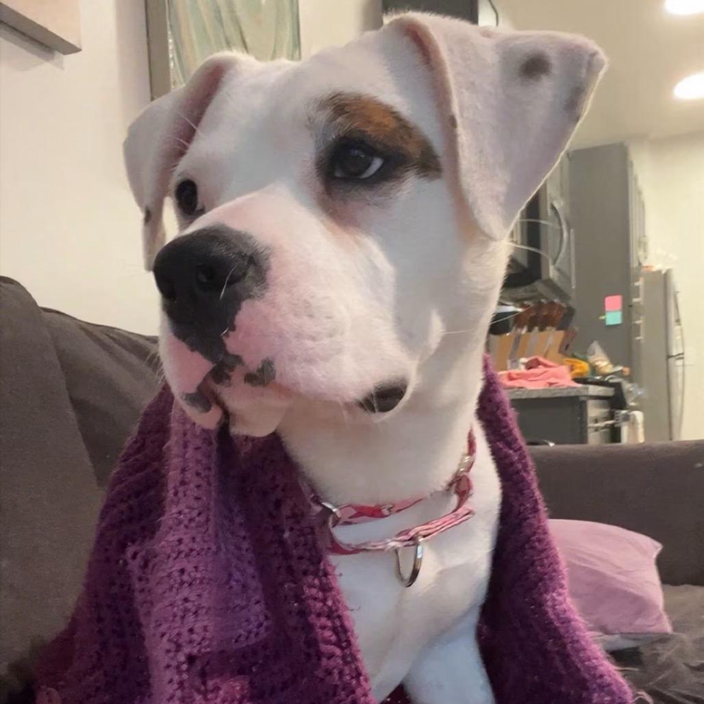 Sookie (Cupid), a Adoptable mixed breed in Mooresville, IN image 4/5