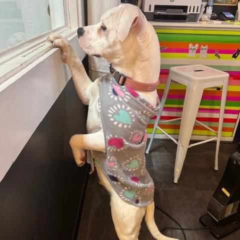 Enlarge Cupid, a Adoptable mixed breed in Mooresville, IN image 5/6