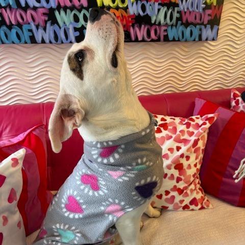 Enlarge Cupid, a Adoptable mixed breed in Mooresville, IN image 6/6