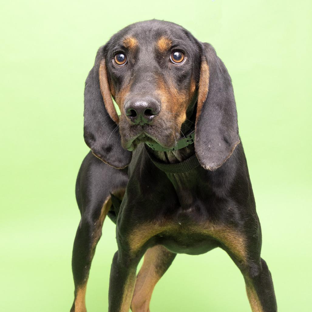 Enlarge Sawyer, a Adoptable Coonhound image 1/1