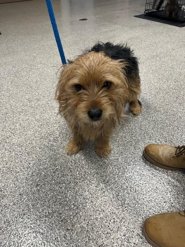 Mike, Adoptable, Young Male Shih Tzu & Mixed Breed.