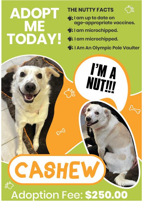 CASHEW, ADOPTABLE, Adult Male Cattle Dog.
